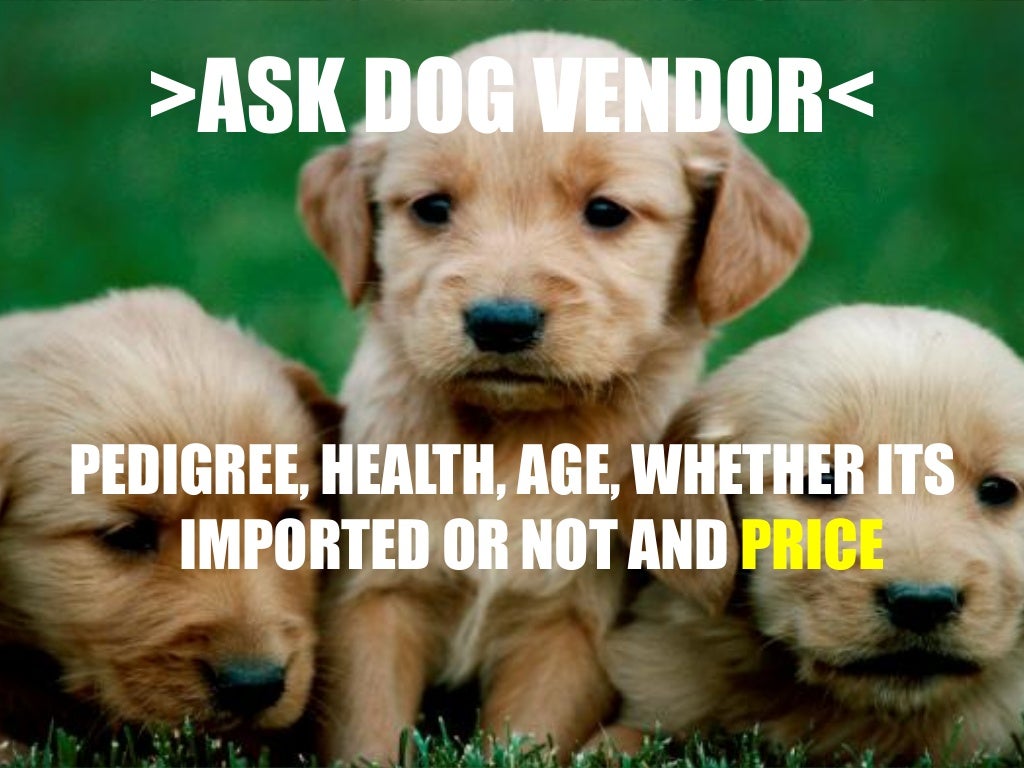 How to Buy a Dog Online in India