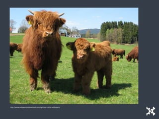 http://www.walpapershddownload.com/highland-cattle-wallpapers/
 