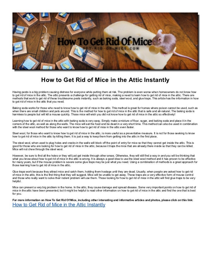 How to get rid of mice in the attic instantly