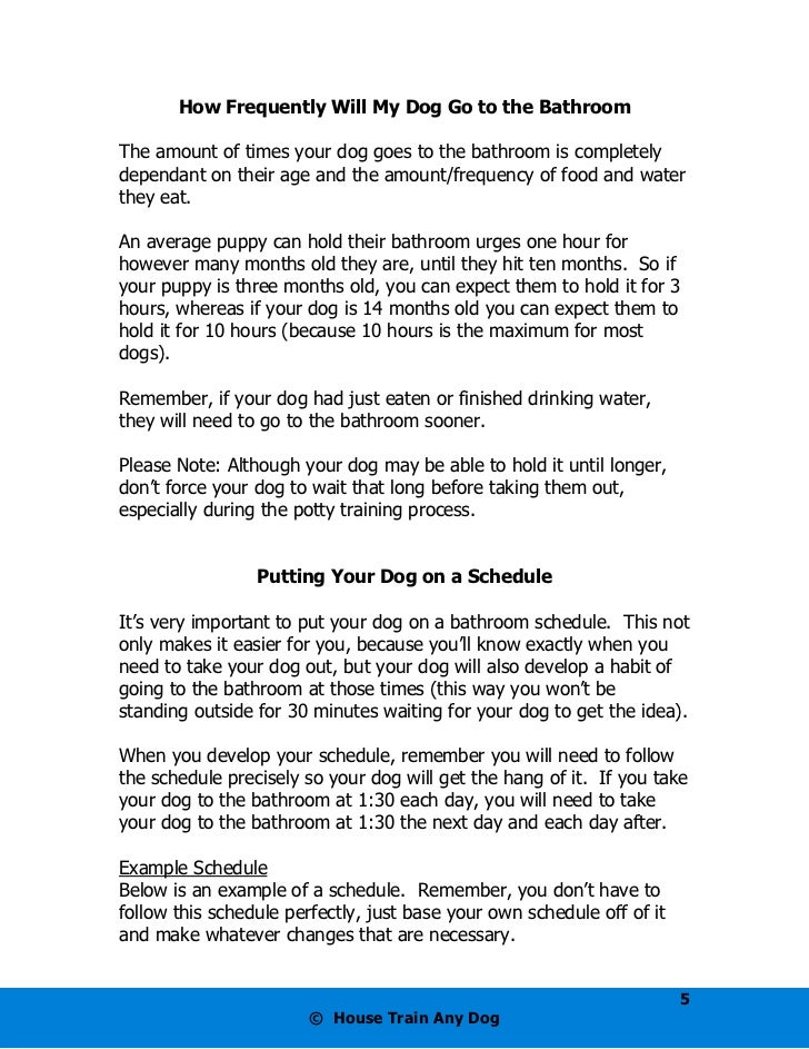 How To Housetrain Any Dog