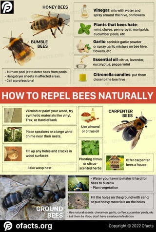 Tips to deter bees naturally