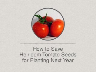 How to Save
Heirloom Tomato Seeds
for Planting Next Year
 