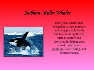 Siobhan- Killer Whales Each year, whales face extinction in their numbers and even possible death due to continuing threats such as capture and drowning in  fishing gear , sound disturbance,  pollution , over-fishing, and climate change. 