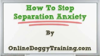 How To Stop Separation Anxiety Tips