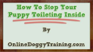 How To Stop Your Puppy Toileting Inside Tips