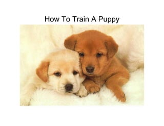 How To Train A Puppy
 
