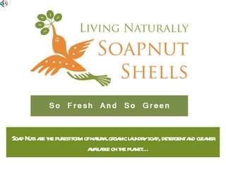 Soap Nuts are the purest form of natural organic laundry soap, detergent and cleaner available on the planet… 