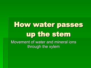 How water passes up the stem Movement of water and mineral ions through the xylem 