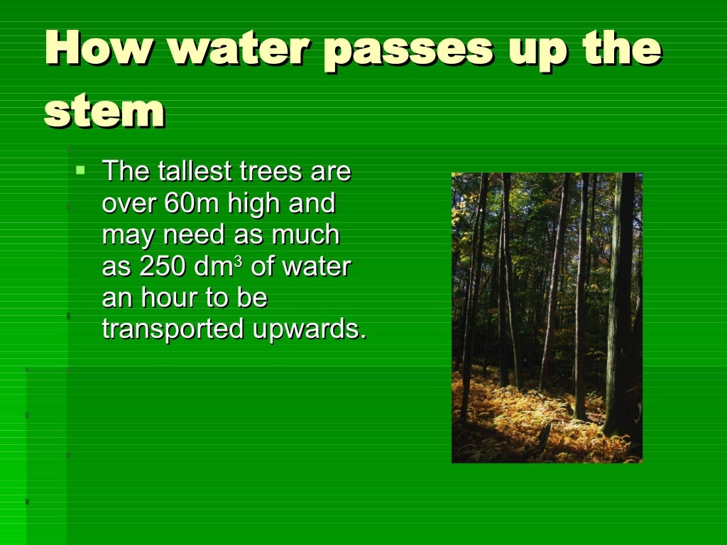 How Water Passes Up The Stem