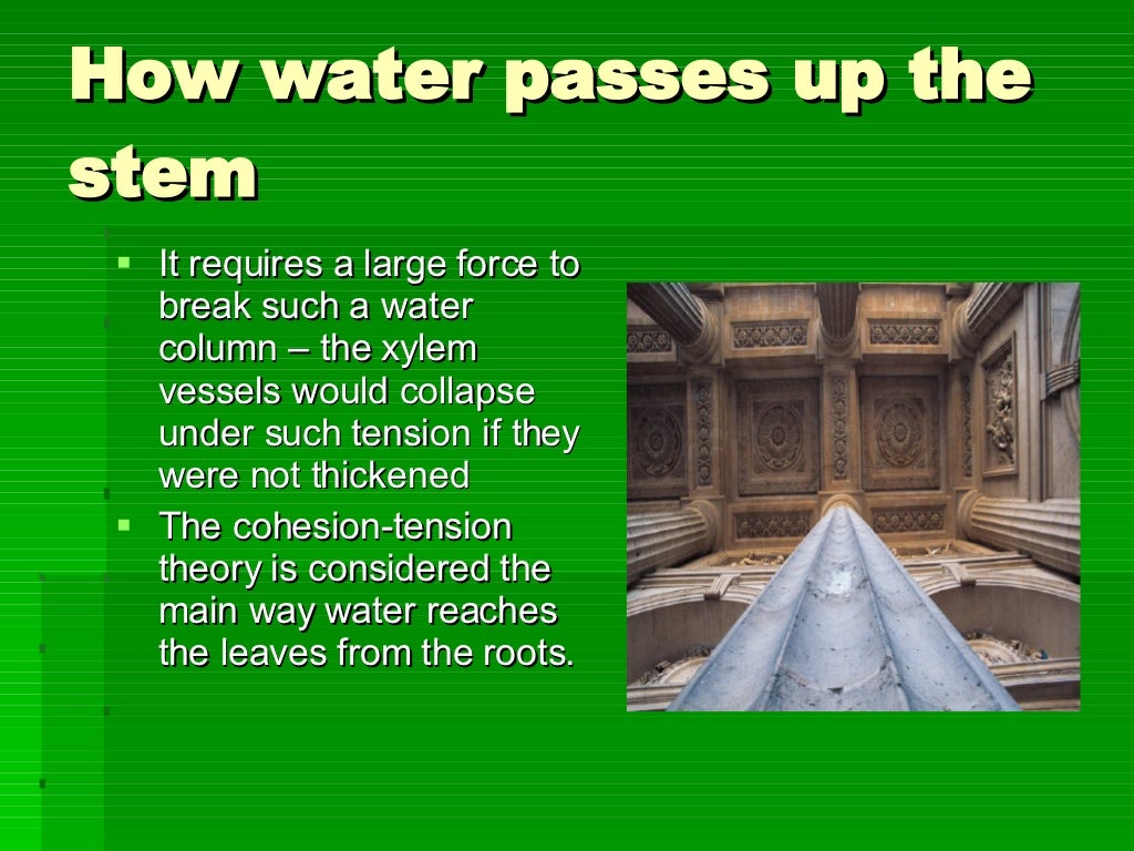 How Water Passes Up The Stem