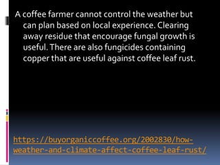 https://buyorganiccoffee.org/2002830/how-
weather-and-climate-affect-coffee-leaf-rust/
A coffee farmer cannot control the weather but
can plan based on local experience. Clearing
away residue that encourage fungal growth is
useful.There are also fungicides containing
copper that are useful against coffee leaf rust.
 