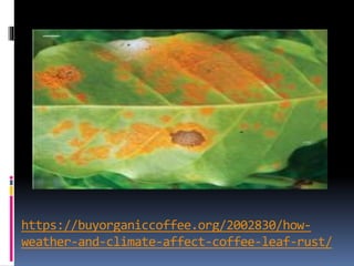 https://buyorganiccoffee.org/2002830/how-
weather-and-climate-affect-coffee-leaf-rust/
 