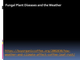 https://buyorganiccoffee.org/2002830/how-
weather-and-climate-affect-coffee-leaf-rust/
Fungal Plant Diseases and the Weather
 