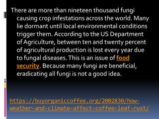 https://buyorganiccoffee.org/2002830/how-
weather-and-climate-affect-coffee-leaf-rust/
There are more than nineteen thousand fungi
causing crop infestations across the world. Many
lie dormant until local environmental conditions
trigger them. According to the US Department
of Agriculture, between ten and twenty percent
of agricultural production is lost every year due
to fungal diseases.This is an issue of food
security. Because many fungi are beneficial,
eradicating all fungi is not a good idea.
 
