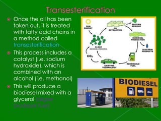 TransesterificationOnce the oil has been taken out, it is treated with fatty acid chains in a method called transesterificationThis process includes a catalyst (i.e. sodium hydroxide), which is combined with an alcohol (i.e. methanol) This will produce a biodiesel mixed with a glycerol (algae biodiesel fuel)