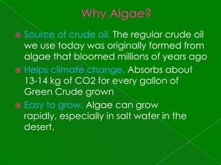 Why Algae?Source of crude oil. The regular crude oil we use today was originally formed from algae that bloomed millions of years agoHelps climate change. Absorbs about 13-14 kg of CO2 for every gallon of Green Crude grownEasy to grow. Algae can grow rapidly, especially in salt water in the desert.
