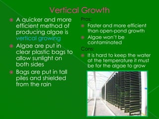 Vertical GrowthA quicker and more efficient method of producing algae is vertical growingAlgae are put in clear plastic bags to allow sunlight on both sidesBags are put in tall piles and shielded from the rainPros:Faster and more efficient than open-pond growthAlgae won’t be contaminatedCons:It is hard to keep the water at the temperature it must be for the algae to grow