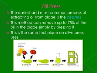 Oil PressThe easiest and most common process of extracting oil from algae is the oil pressThis method can remove up to 75% of the oil in the algae simply by pressing itThis is the same technique an olive press uses