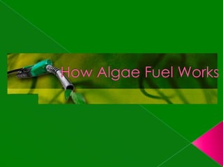 How Algae Fuel Works 