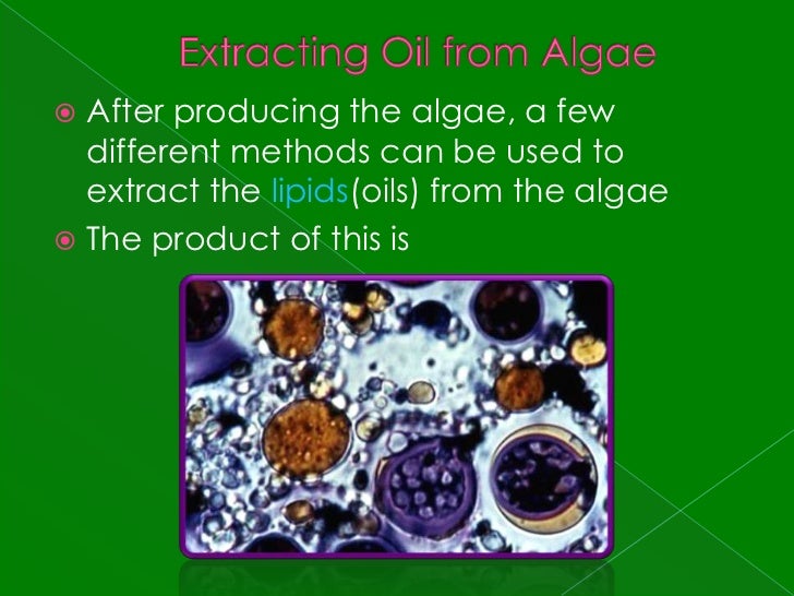 How algae fuel works