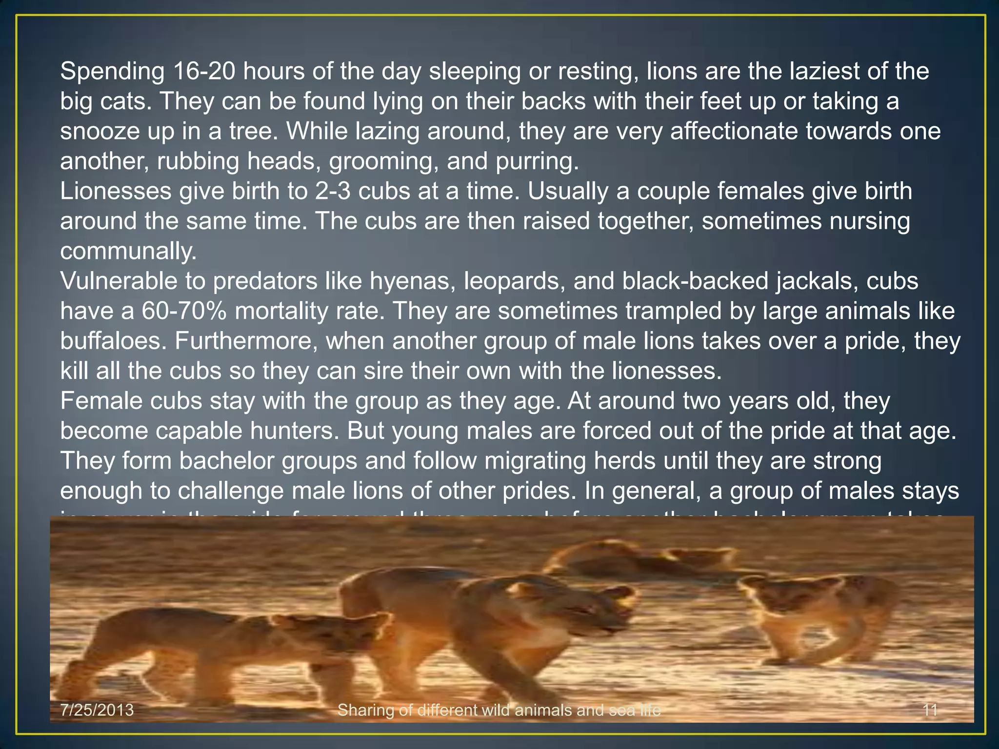 Spending 16-20 hours of the day sleeping or resting, lions are the laziest of the
big cats. They can be found lying on their backs with their feet up or taking a
snooze up in a tree. While lazing around, they are very affectionate towards one
another, rubbing heads, grooming, and purring.
Lionesses give birth to 2-3 cubs at a time. Usually a couple females give birth
around the same time. The cubs are then raised together, sometimes nursing
communally.
Vulnerable to predators like hyenas, leopards, and black-backed jackals, cubs
have a 60-70% mortality rate. They are sometimes trampled by large animals like
buffaloes. Furthermore, when another group of male lions takes over a pride, they
kill all the cubs so they can sire their own with the lionesses.
Female cubs stay with the group as they age. At around two years old, they
become capable hunters. But young males are forced out of the pride at that age.
They form bachelor groups and follow migrating herds until they are strong
enough to challenge male lions of other prides. In general, a group of males stays
in power in the pride for around three years before another bachelor group takes
it over.
7/25/2013 Sharing of different wild animals and sea life 11
 