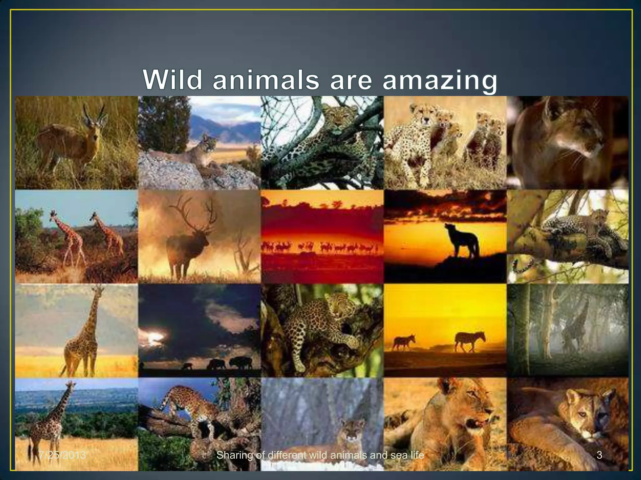 7/25/2013 Sharing of different wild animals and sea life 3
 