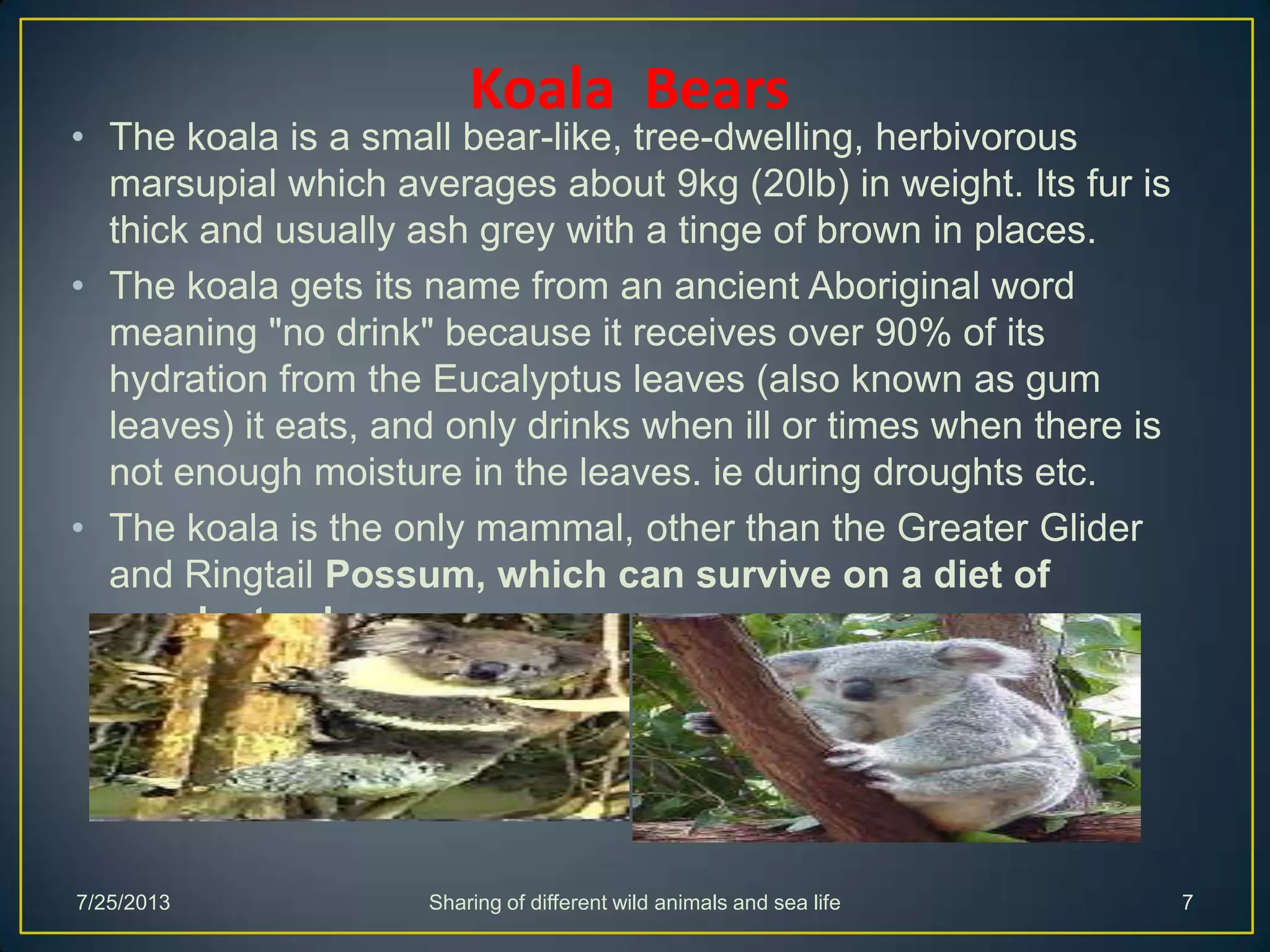 • The koala is a small bear-like, tree-dwelling, herbivorous
marsupial which averages about 9kg (20lb) in weight. Its fur is
thick and usually ash grey with a tinge of brown in places.
• The koala gets its name from an ancient Aboriginal word
meaning "no drink" because it receives over 90% of its
hydration from the Eucalyptus leaves (also known as gum
leaves) it eats, and only drinks when ill or times when there is
not enough moisture in the leaves. ie during droughts etc.
• The koala is the only mammal, other than the Greater Glider
and Ringtail Possum, which can survive on a diet of
eucalyptus leaves.
Koala Bears
7/25/2013 Sharing of different wild animals and sea life 7
 