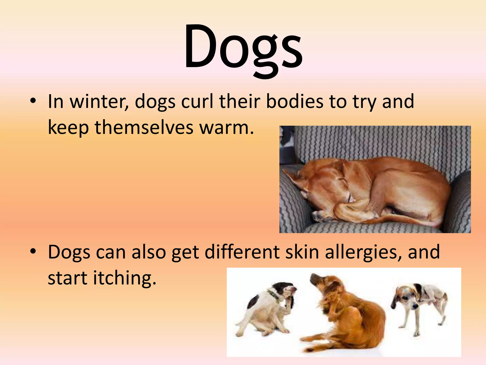 How animals behave in diff weather | PPTX