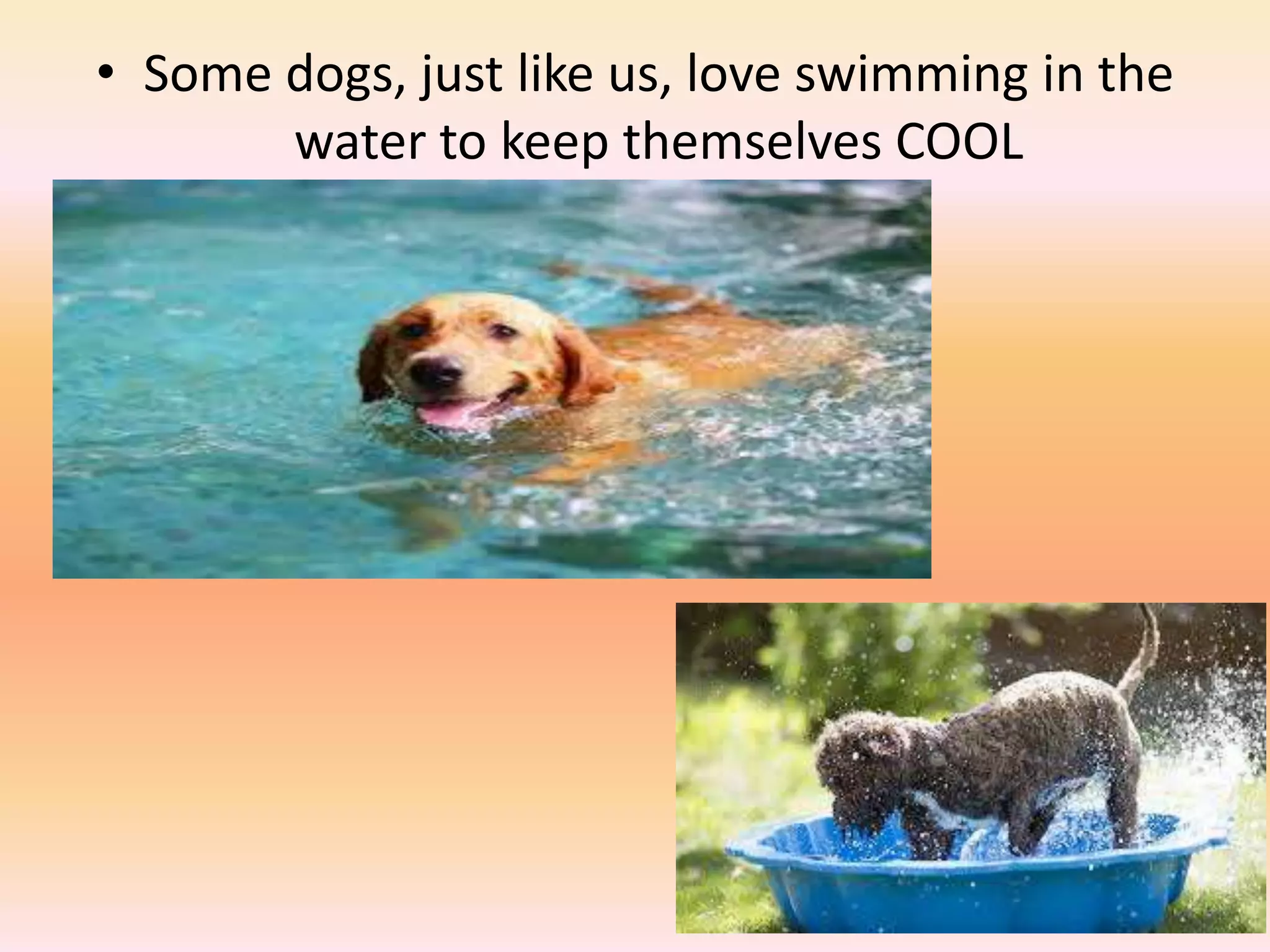 How animals behave in diff weather | PPTX