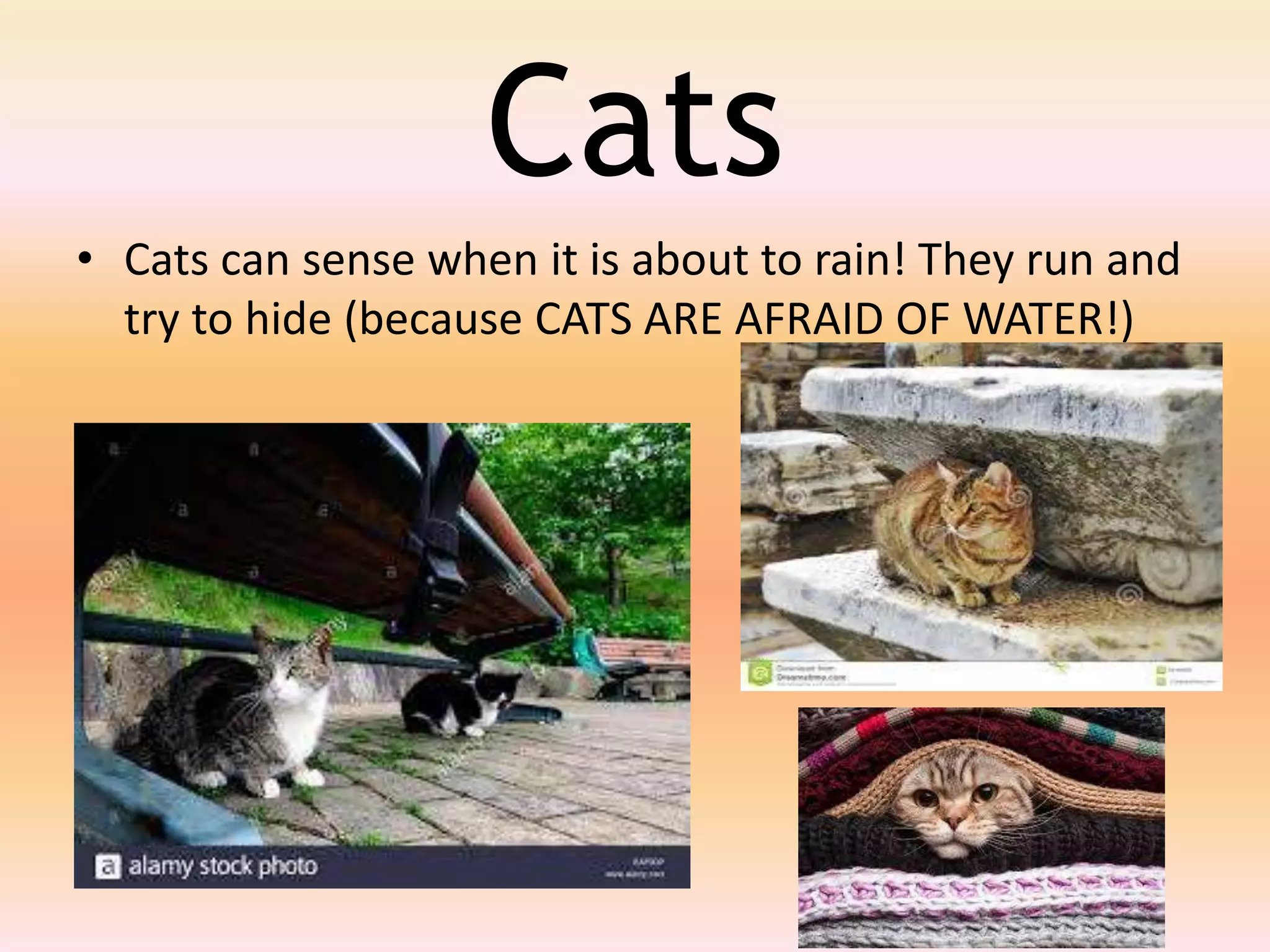 How animals behave in diff weather | PPTX