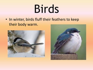 How animals behave in diff weather | PPTX