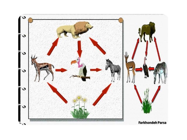 How animals get their food 14
