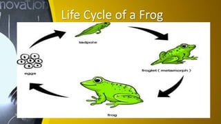 Life Cycle of a Frog
 