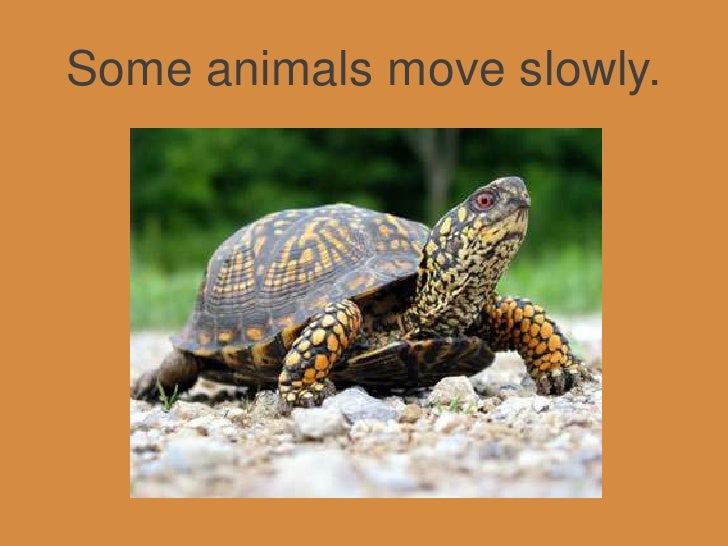 How Animals Move