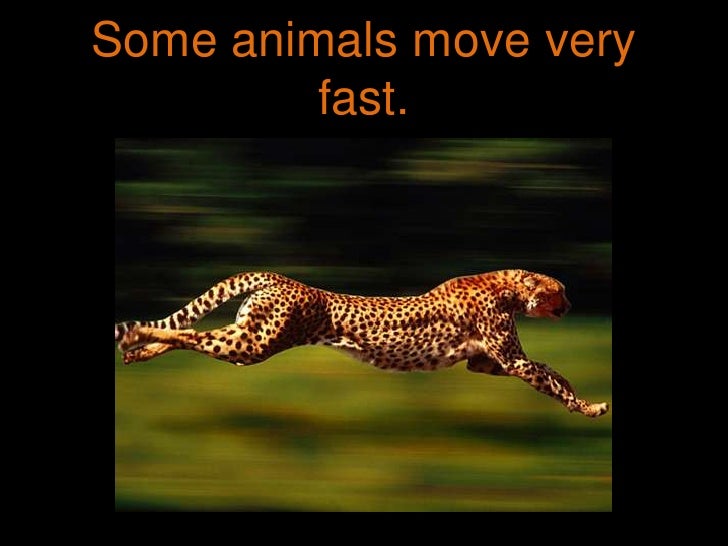 How Animals Move