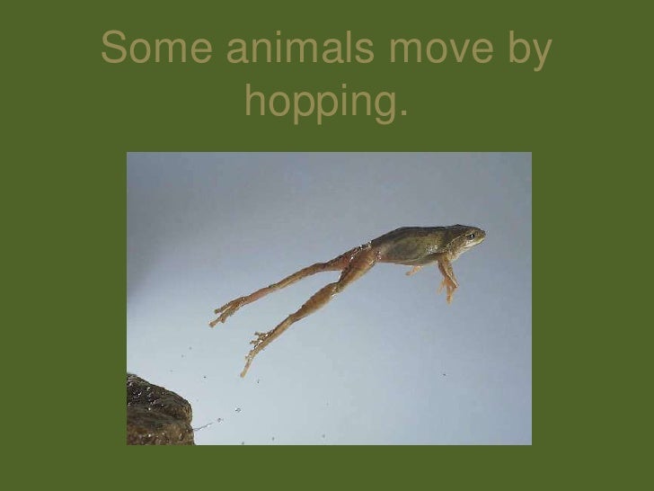 How Animals Move
