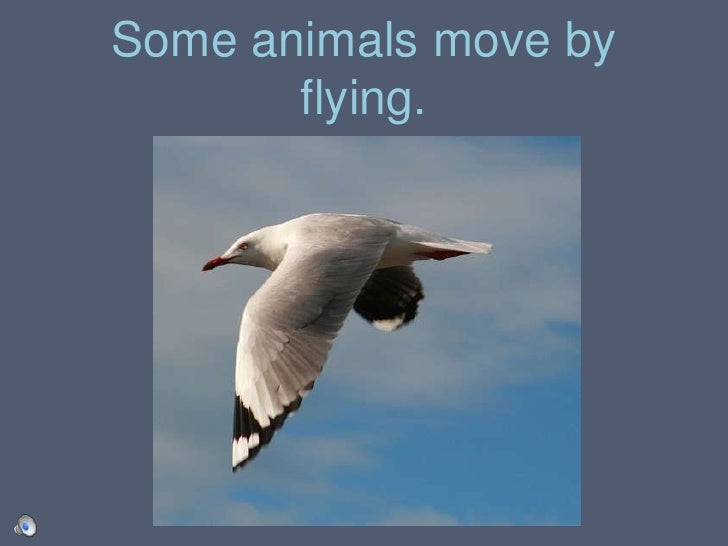 How Animals Move