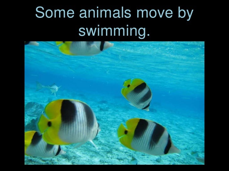 How Animals Move