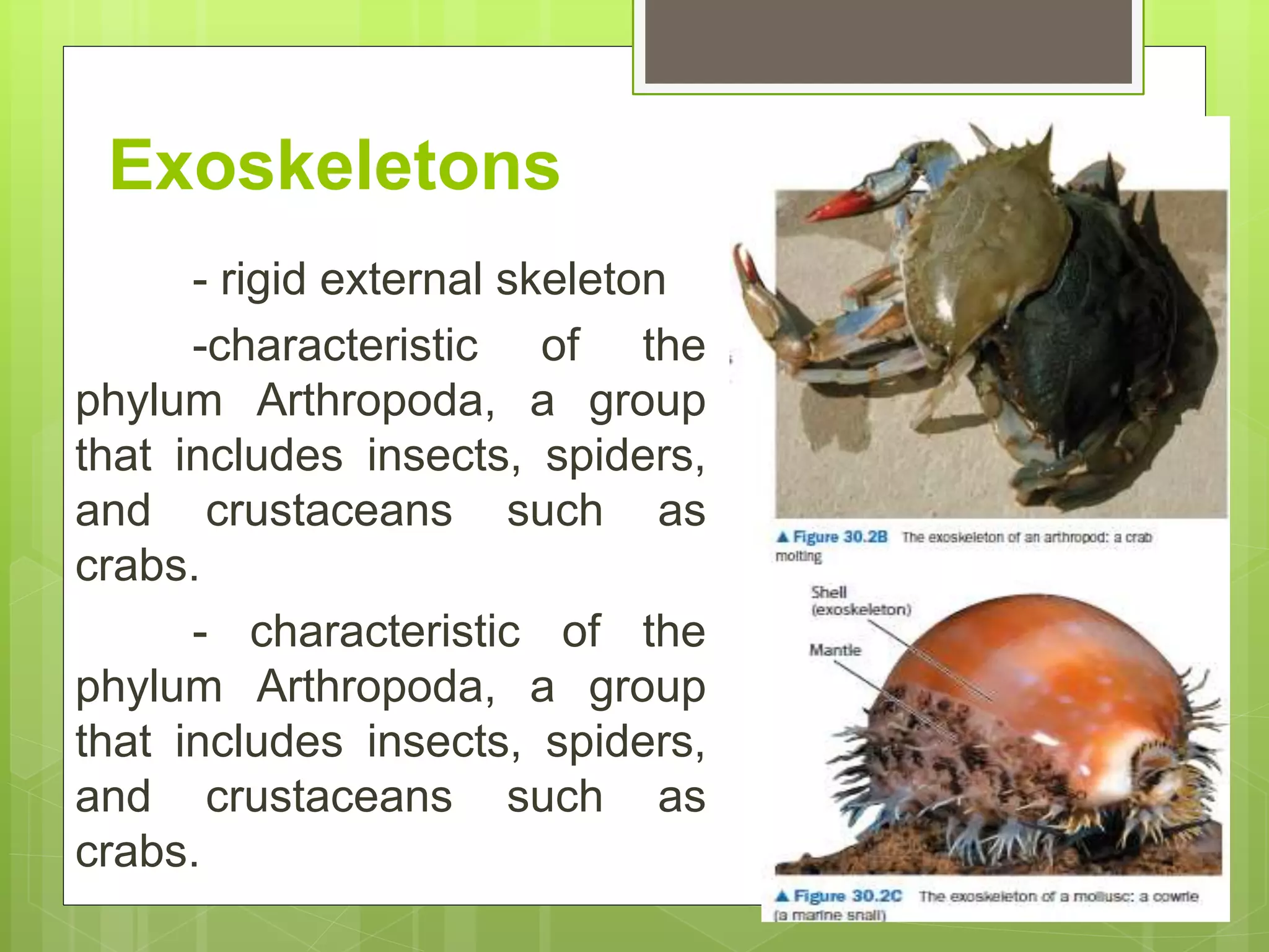 Exoskeletons
- rigid external skeleton
-characteristic of the
phylum Arthropoda, a group
that includes insects, spiders,
and crustaceans such as
crabs.
- characteristic of the
phylum Arthropoda, a group
that includes insects, spiders,
and crustaceans such as
crabs.
 