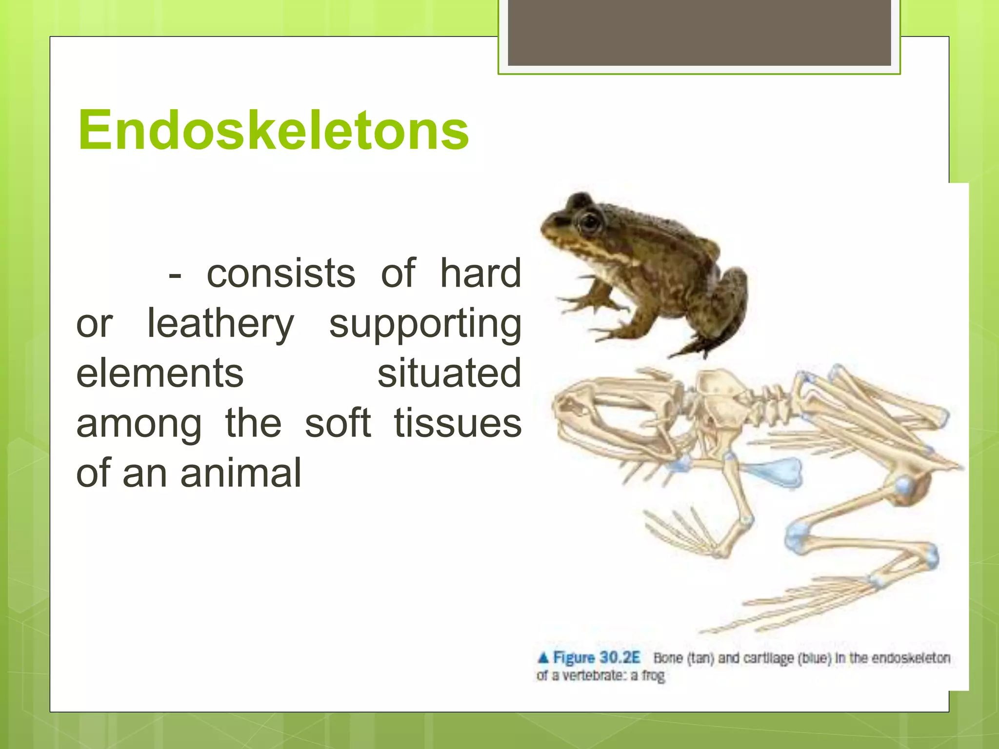 Endoskeletons
- consists of hard
or leathery supporting
elements situated
among the soft tissues
of an animal
 
