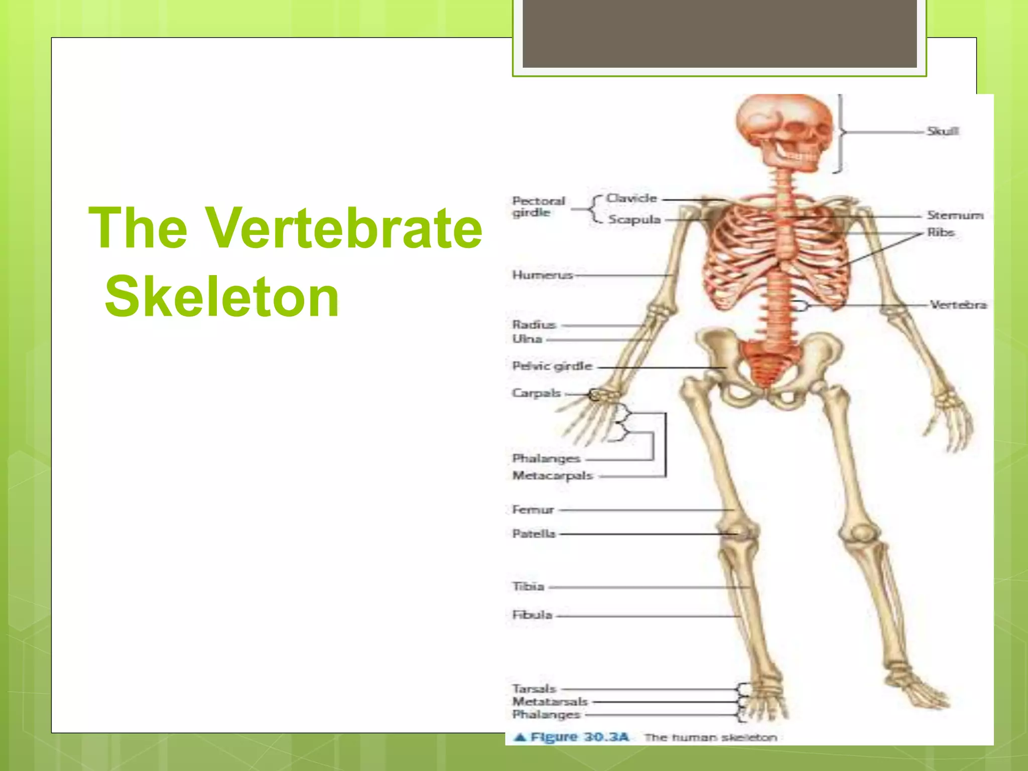 The Vertebrate
Skeleton
 