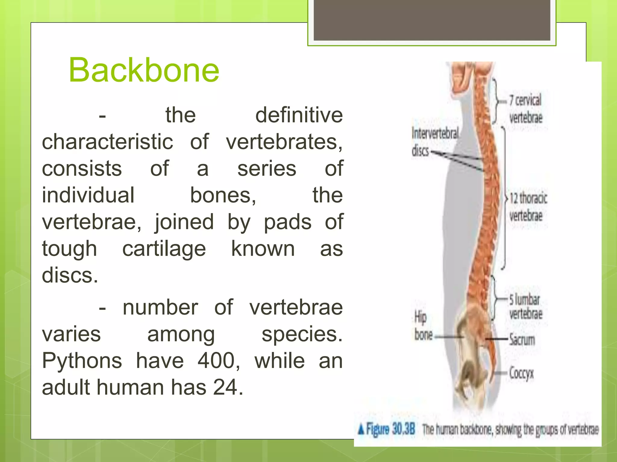 Backbone
- the definitive
characteristic of vertebrates,
consists of a series of
individual bones, the
vertebrae, joined by pads of
tough cartilage known as
discs.
- number of vertebrae
varies among species.
Pythons have 400, while an
adult human has 24.
 