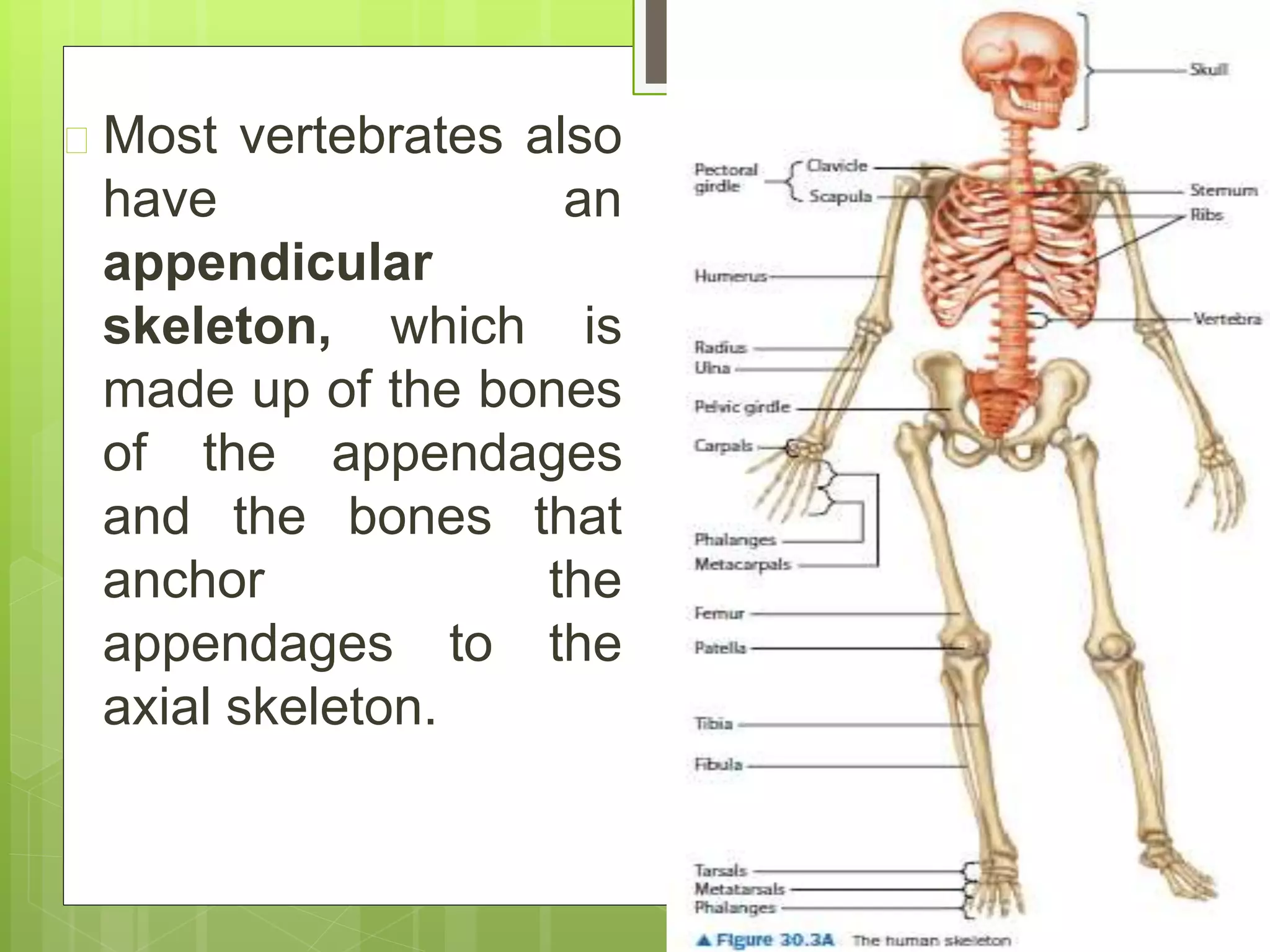  Most vertebrates also
have an
appendicular
skeleton, which is
made up of the bones
of the appendages
and the bones that
anchor the
appendages to the
axial skeleton.
 