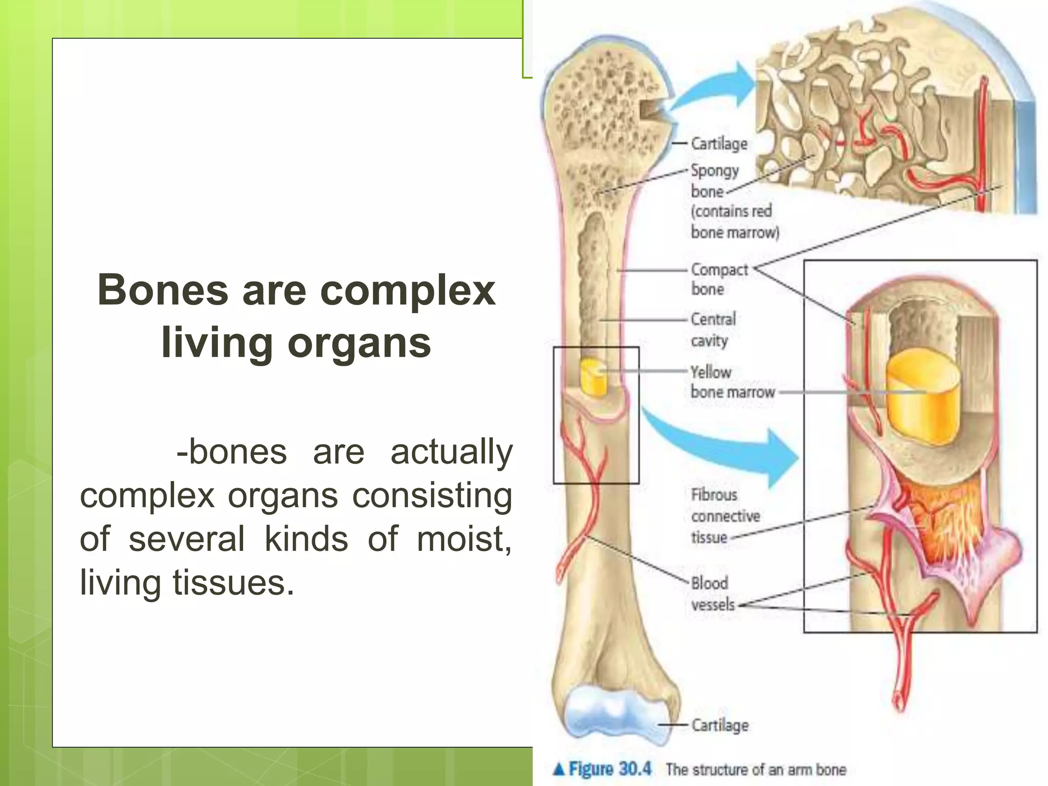 Bones are complex
living organs
-bones are actually
complex organs consisting
of several kinds of moist,
living tissues.
 