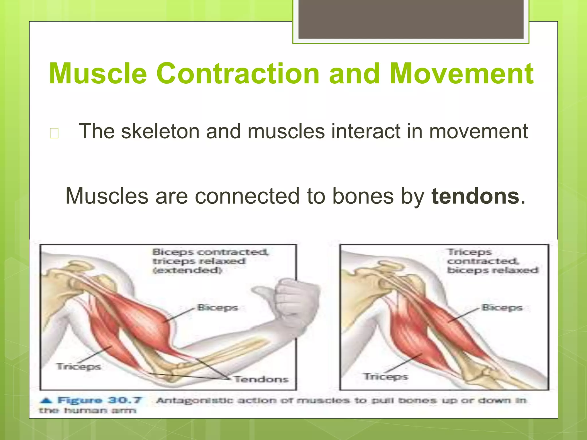 Muscle Contraction and Movement
 The skeleton and muscles interact in movement
Muscles are connected to bones by tendons.
 
