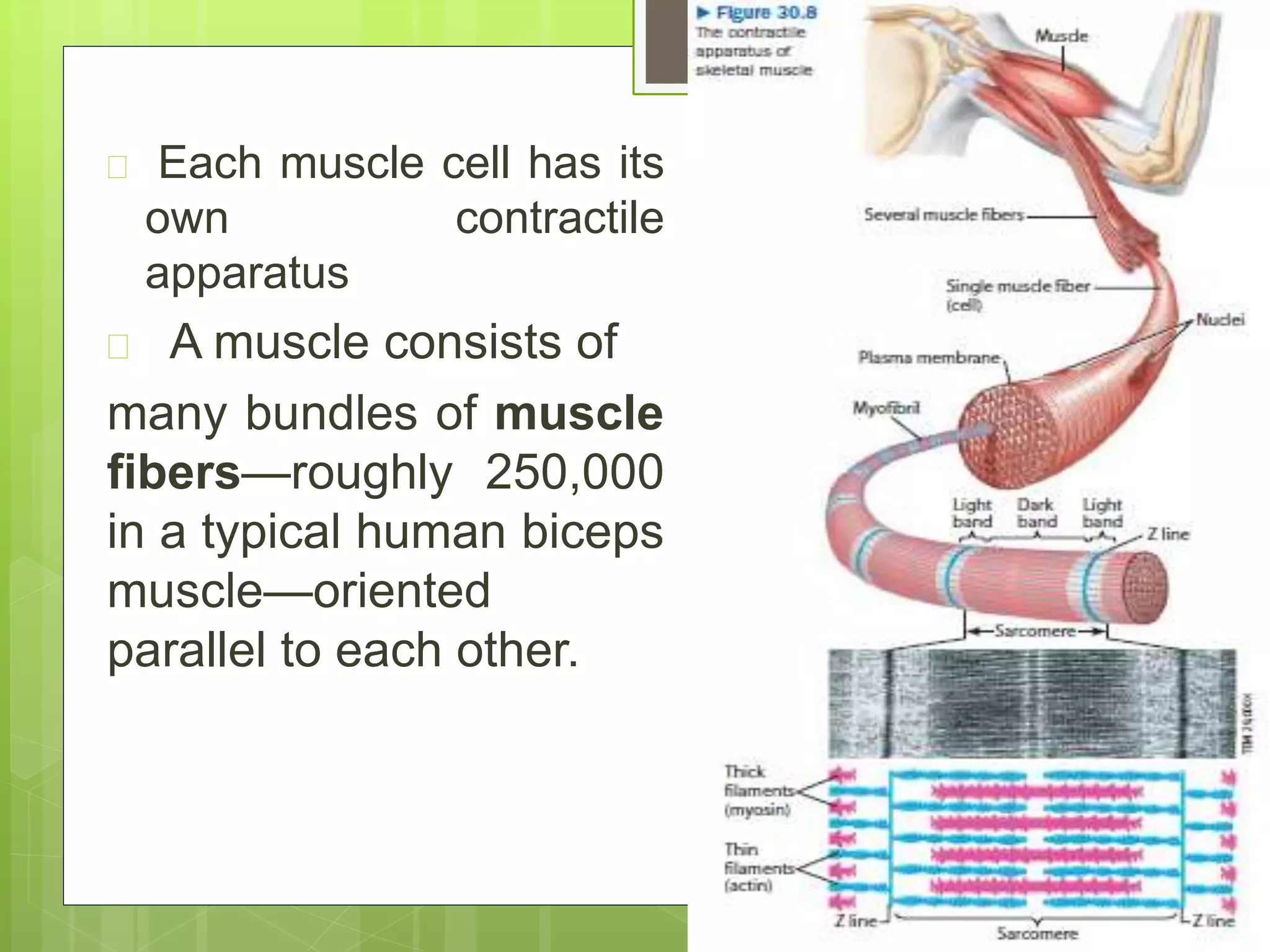  Each muscle cell has its
own contractile
apparatus
 A muscle consists of
many bundles of muscle
fibers—roughly 250,000
in a typical human biceps
muscle—oriented
parallel to each other.
 