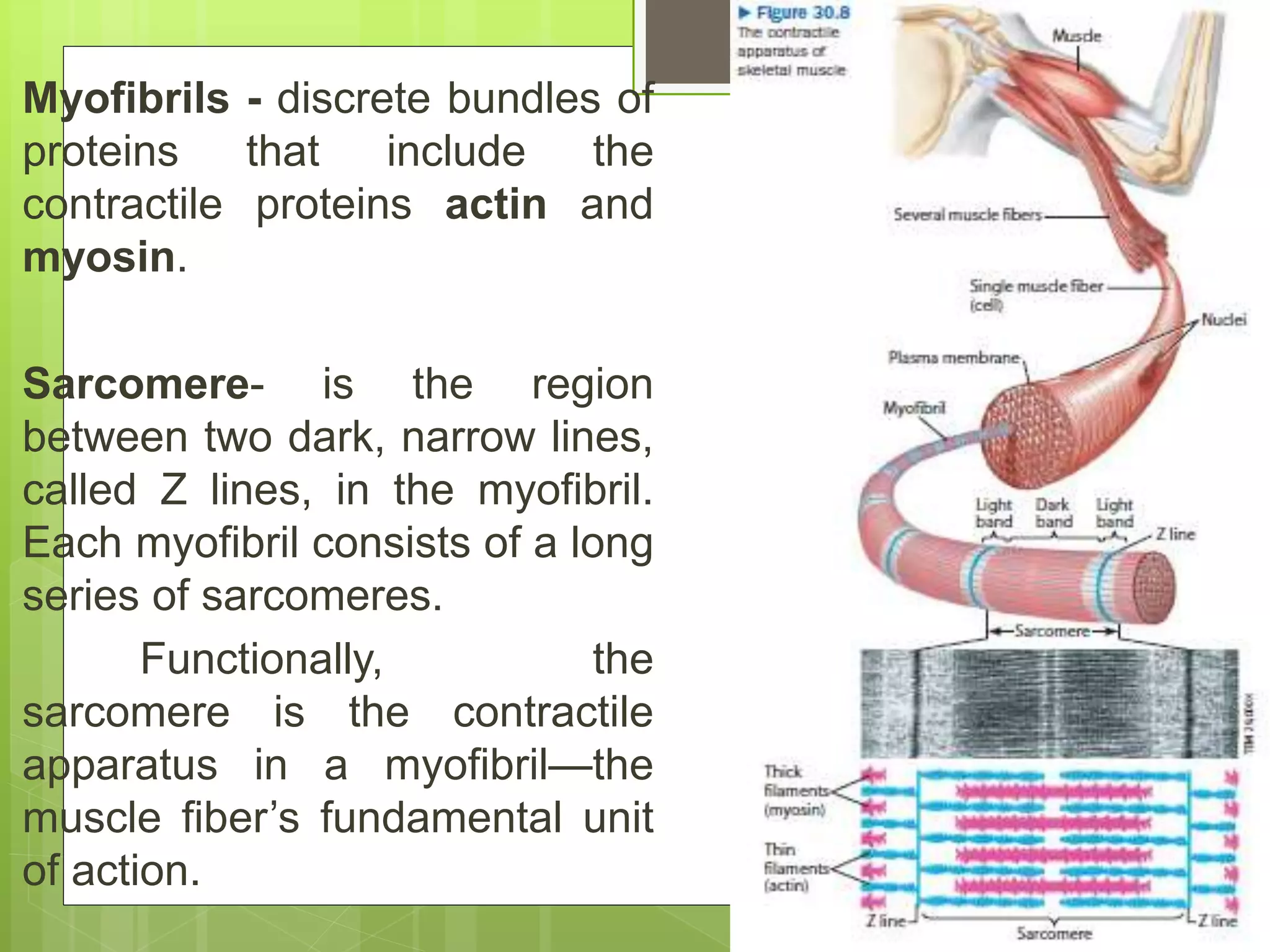 Myofibrils - discrete bundles of
proteins that include the
contractile proteins actin and
myosin.
Sarcomere- is the region
between two dark, narrow lines,
called Z lines, in the myofibril.
Each myofibril consists of a long
series of sarcomeres.
Functionally, the
sarcomere is the contractile
apparatus in a myofibril—the
muscle fiber’s fundamental unit
of action.
 