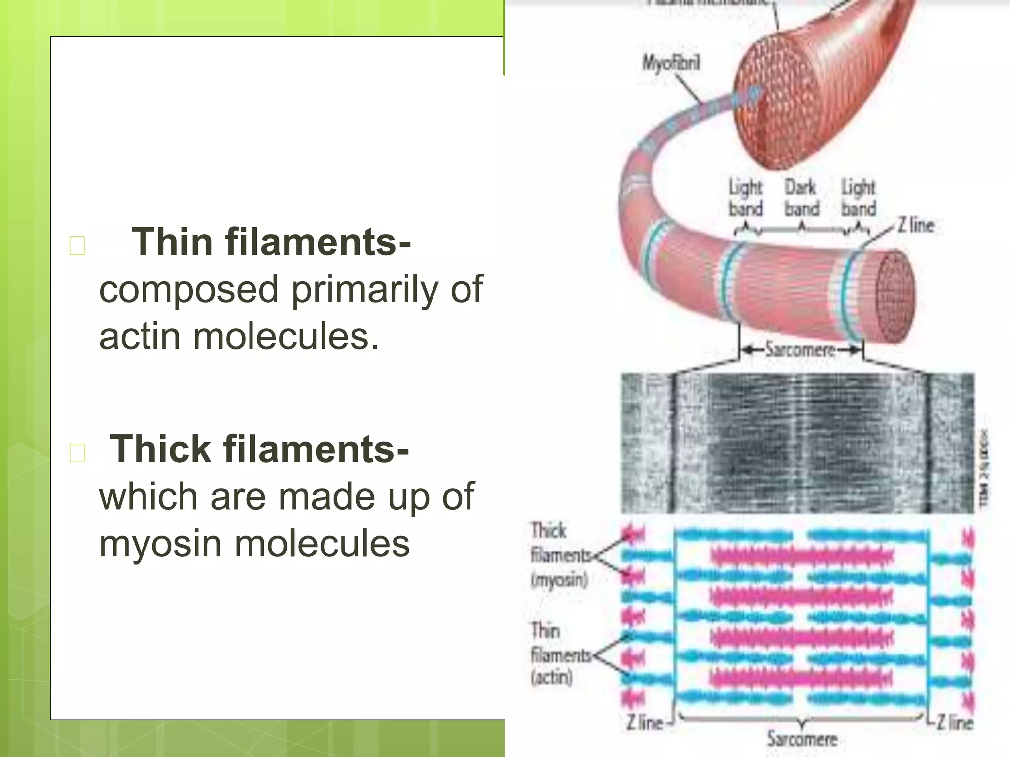  Thin filaments-
composed primarily of
actin molecules.
 Thick filaments-
which are made up of
myosin molecules
 