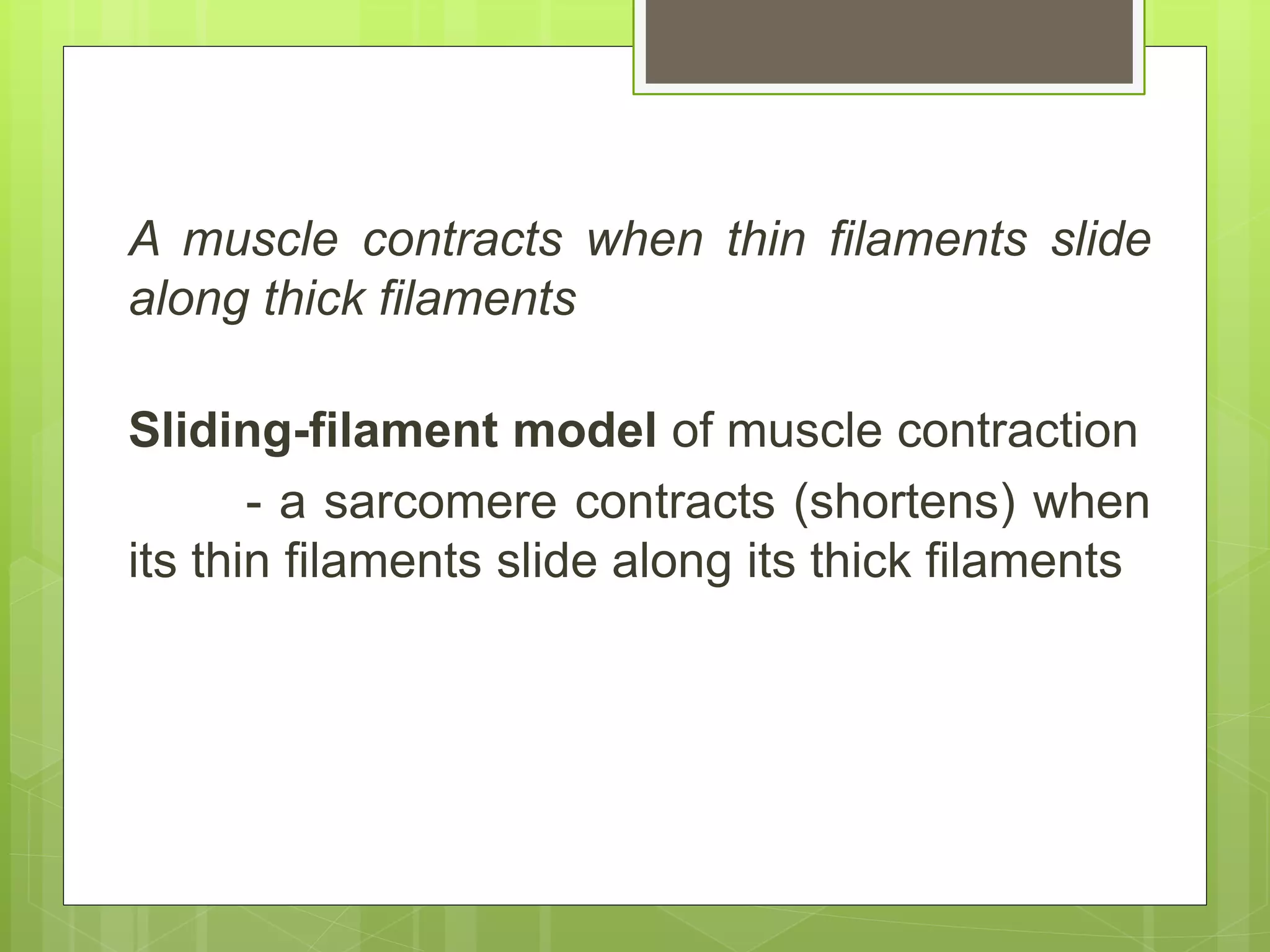 A muscle contracts when thin filaments slide
along thick filaments
Sliding-filament model of muscle contraction
- a sarcomere contracts (shortens) when
its thin filaments slide along its thick filaments
 