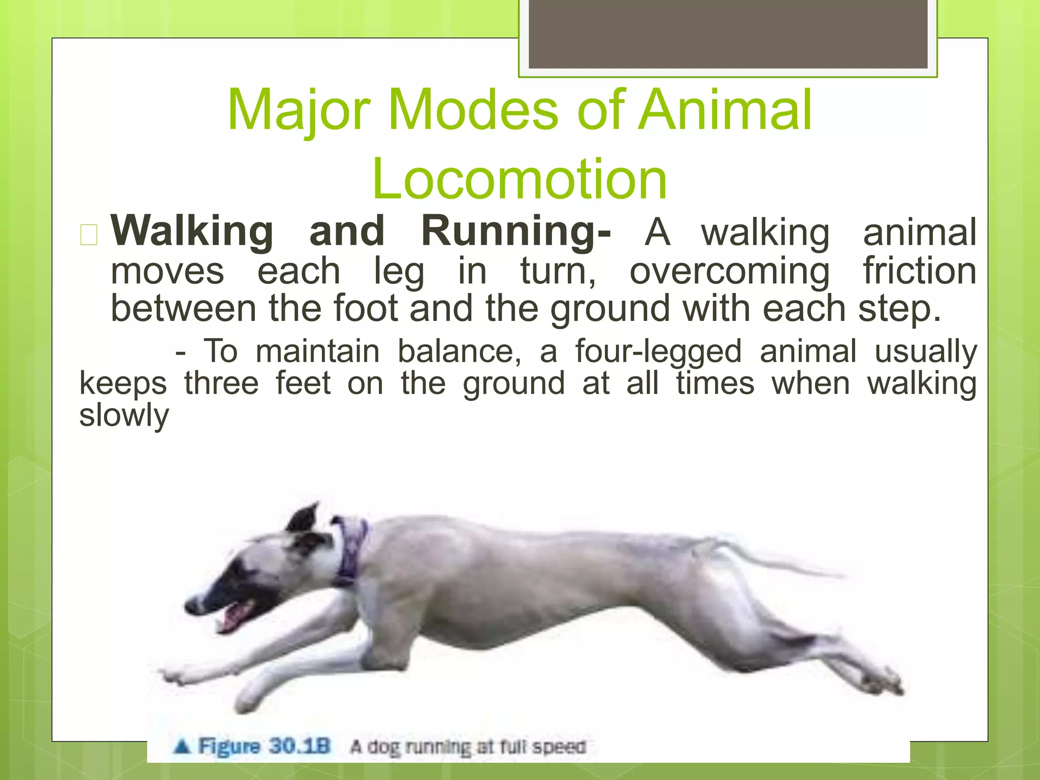 Major Modes of Animal
Locomotion
 Walking and Running- A walking animal
moves each leg in turn, overcoming friction
between the foot and the ground with each step.
- To maintain balance, a four-legged animal usually
keeps three feet on the ground at all times when walking
slowly
 
